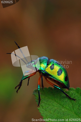 Image of Jewel Bug