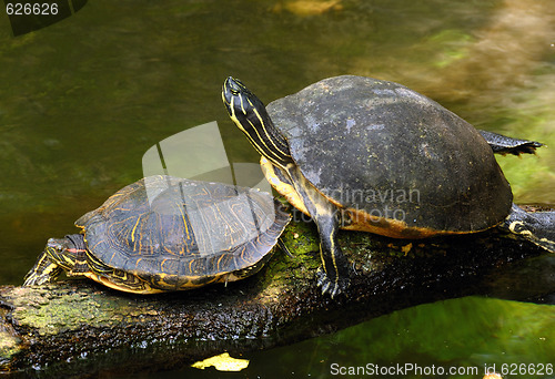 Image of Turtles