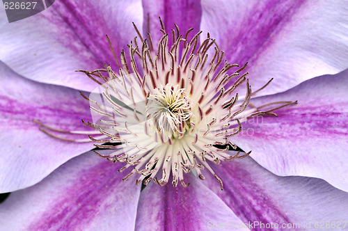 Image of Clematis