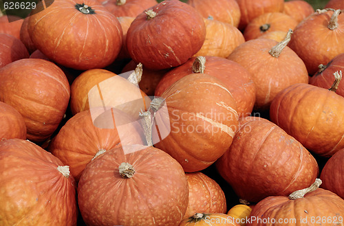 Image of Pumpkins