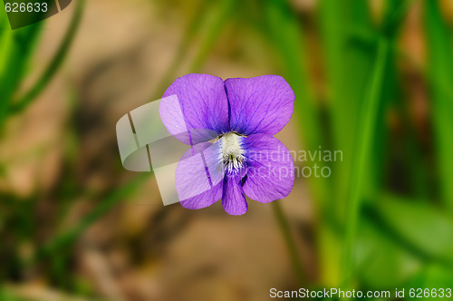 Image of Violet