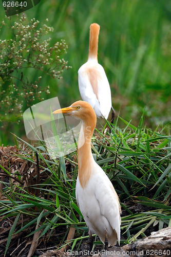 Image of Egrets