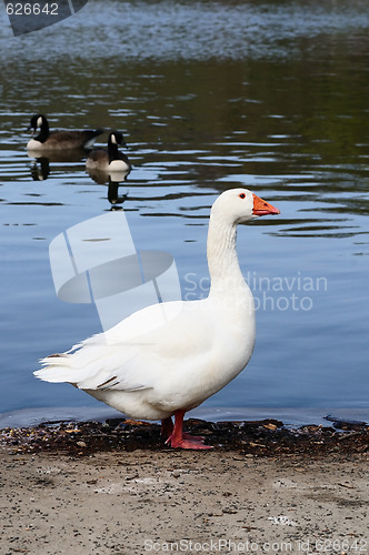 Image of Domestic Goose