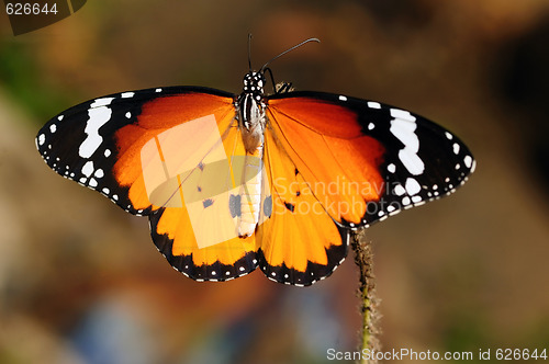 Image of Monarch