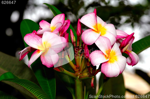 Image of Frangipani Flower