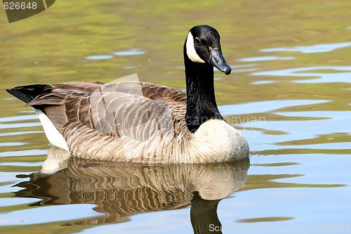 Image of Canadian Goose