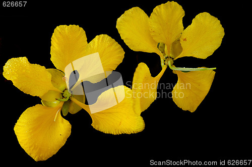 Image of Avaaram Poo (Tanner's Cassia)