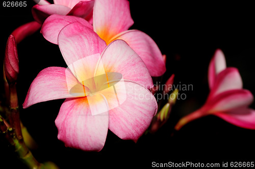 Image of Tropical Flower