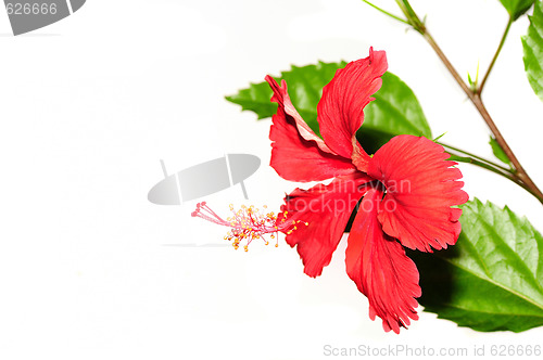 Image of Hibiscus