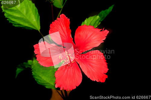 Image of Hibiscus