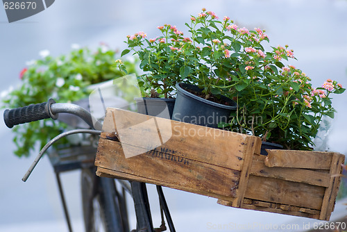Image of Flowers on an old bicycle