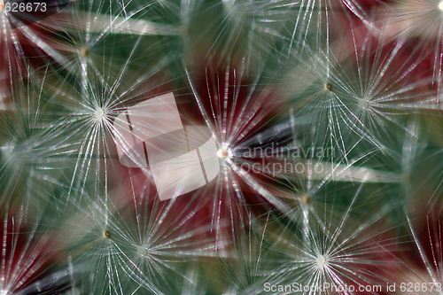 Image of Seamless Background Dandelion