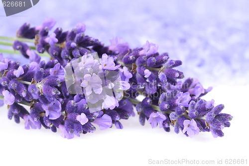 Image of Lavender