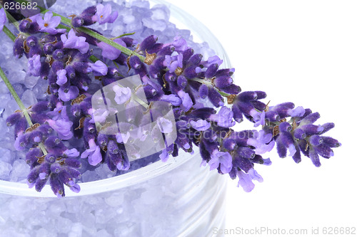 Image of Lavender flowers