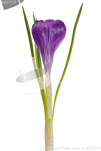 Image of Crocus