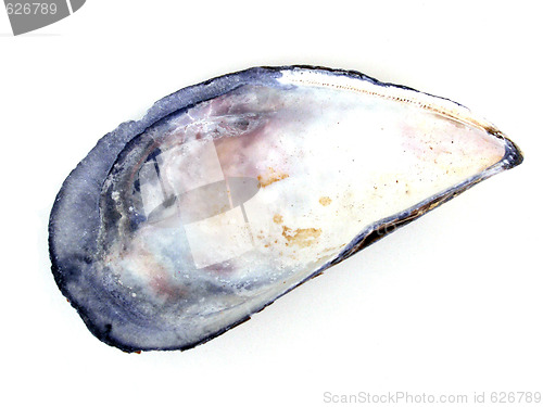 Image of mussel