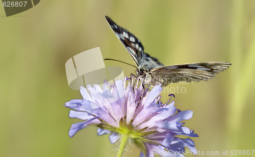 Image of butterfly
