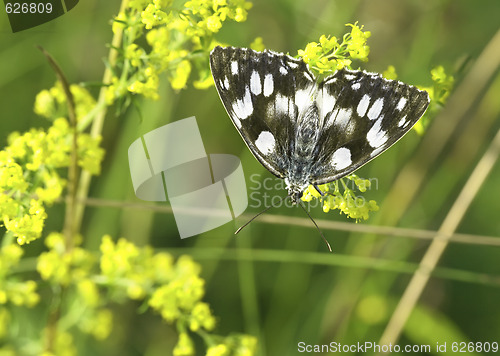 Image of butterfly