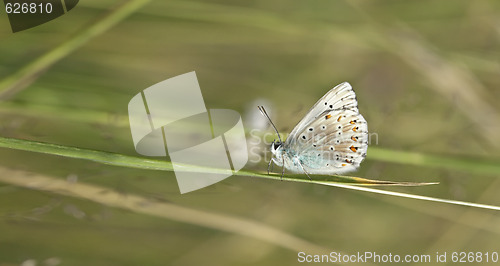 Image of butterfly