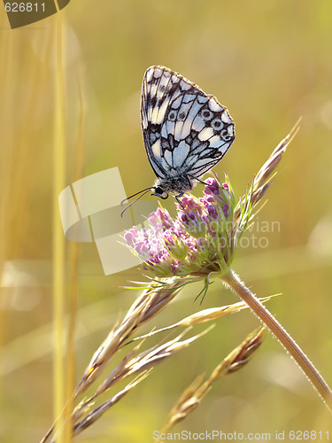 Image of butterfly