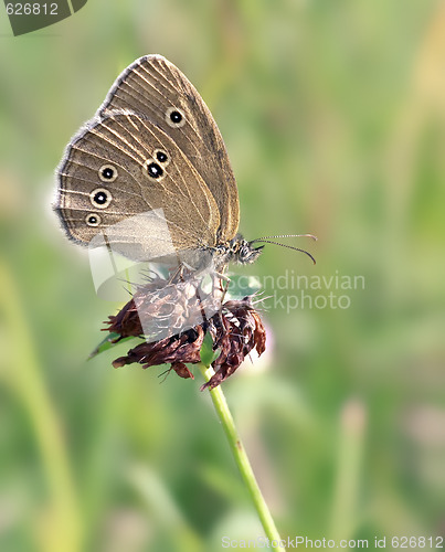 Image of butterfly