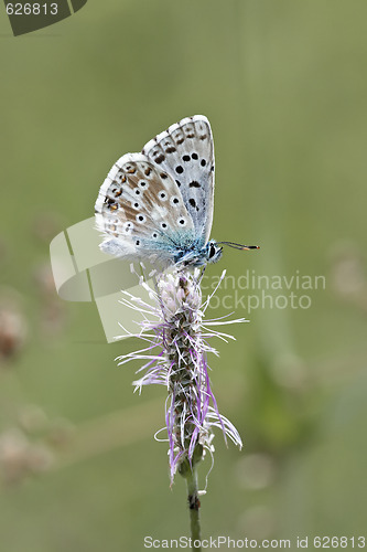 Image of butterfly