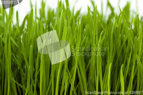 Image of wheatgrass