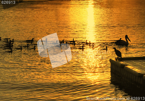 Image of Birds On Water