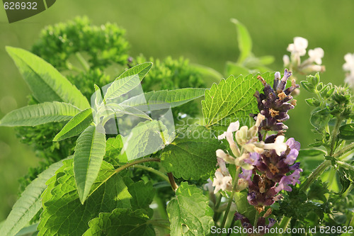 Image of Herbs