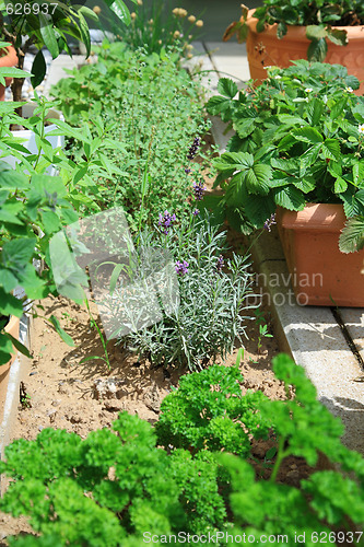 Image of Herb garden
