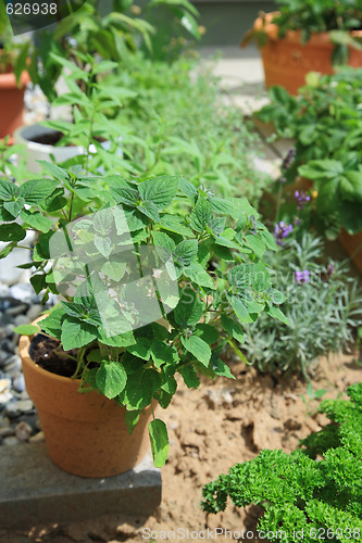 Image of Herb garden