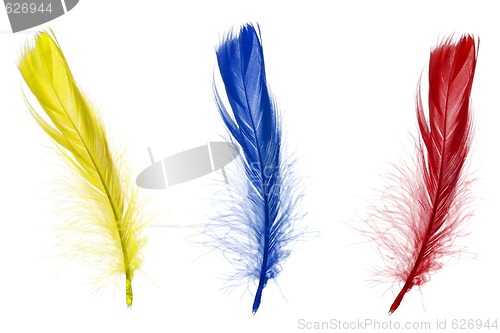Image of Red blue and yellow feathers