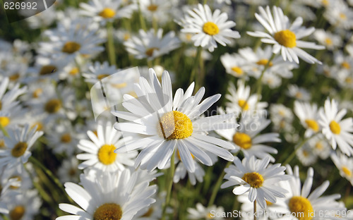 Image of Wild daisies