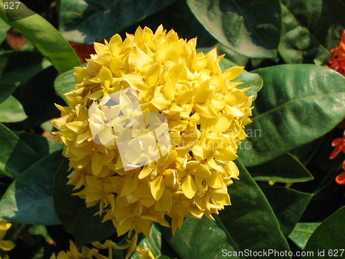 Image of Yellow flower