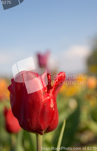 Image of Red Tulip
