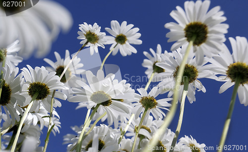 Image of Wild daisies 