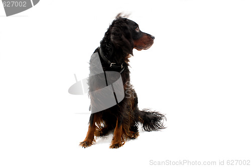 Image of Seated Gordon Setter