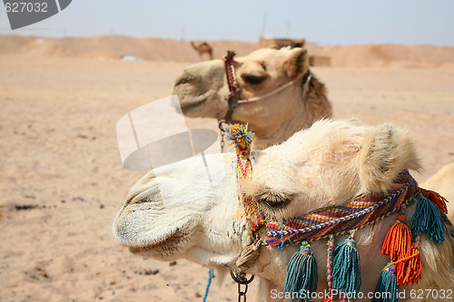 Image of Egypt