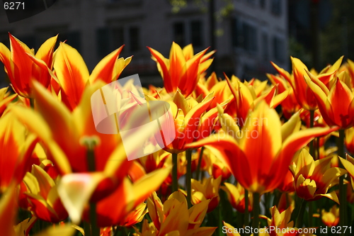 Image of Tulip field