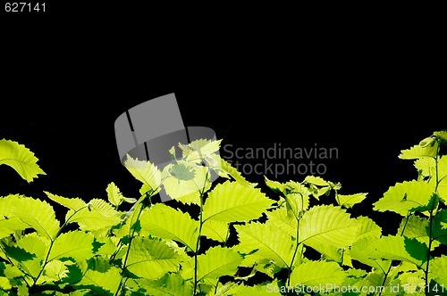 Image of Green leaves border