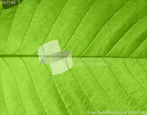 Image of Leaf texture