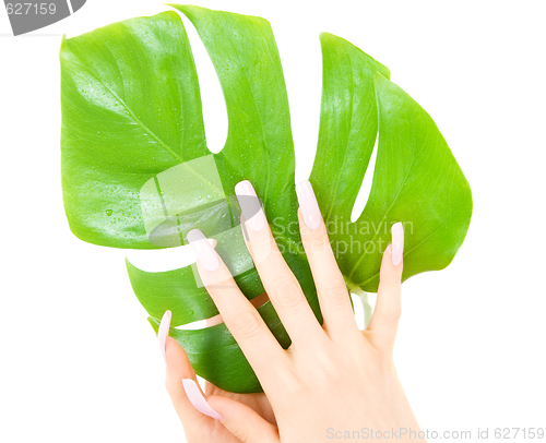 Image of female hands with green leaf