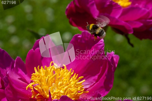 Image of flying bumble bee