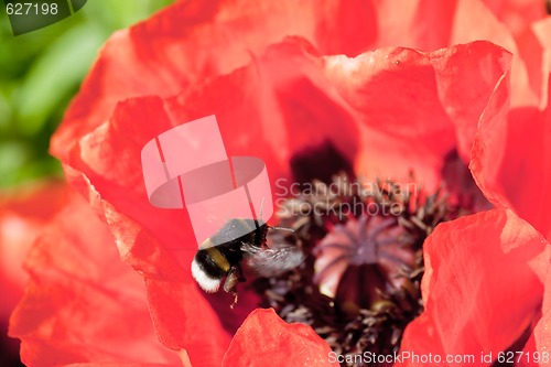 Image of bumble bee in orange poppy