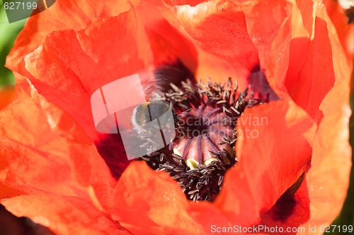 Image of bumble bee over poppy