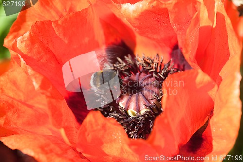 Image of bumble bee over poppy