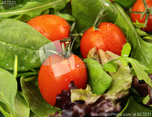 Image of Tomatoes And Lettuce