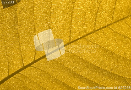 Image of Autumn leaf texture