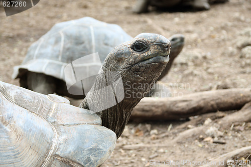 Image of Giant Galapagos turtles