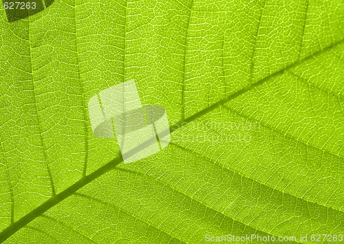 Image of Leaf texture